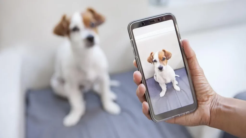Sacar una foto a tu mascota