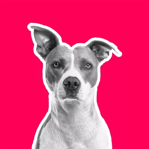 sticker de perro